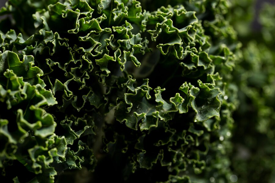 How to Store Kale?