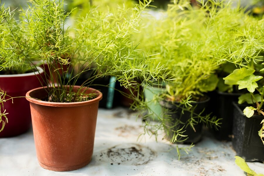 How to grow an indoor herb garden?