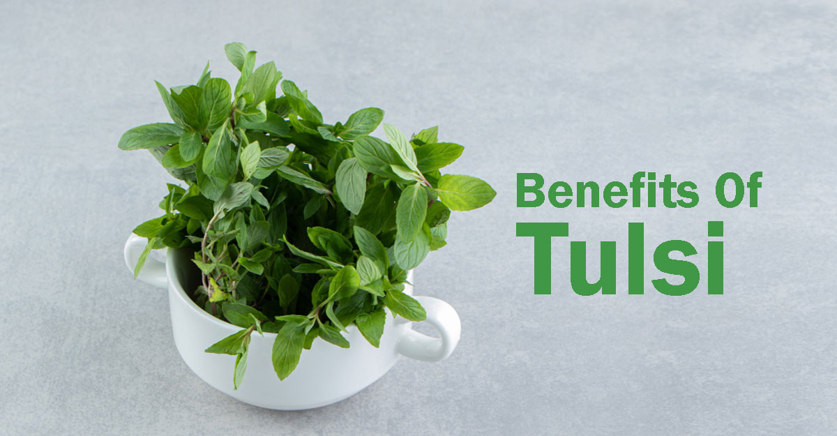 Benefits of Tulsi ( Holy Basil) : An Ayurvedic Perspective - Naturopath Melbourne