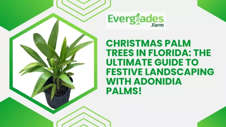 PPT - Christmas Palm Trees in Florida The Ultimate Guide to Festive Landscaping with Adonidia Palms! PowerPoint Presentation - ID:13201070