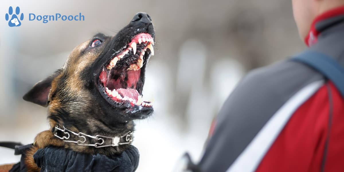 Are Certain Dog Breeds More Prone to Aggression in Paso Robles and Santa Maria?