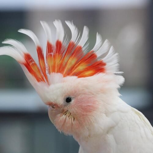 Available Birds - Dallas Parrots