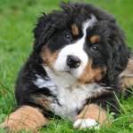 bernese mountain dog puppies Profile Picture