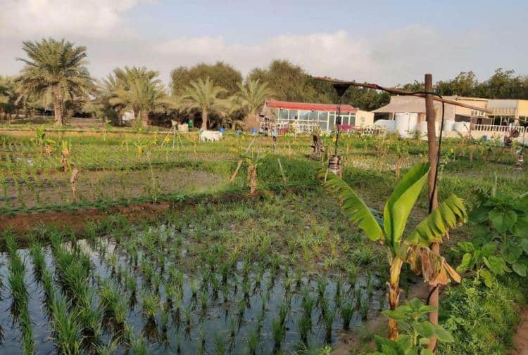 Experience Kerala's green farm in Sharjah UAE