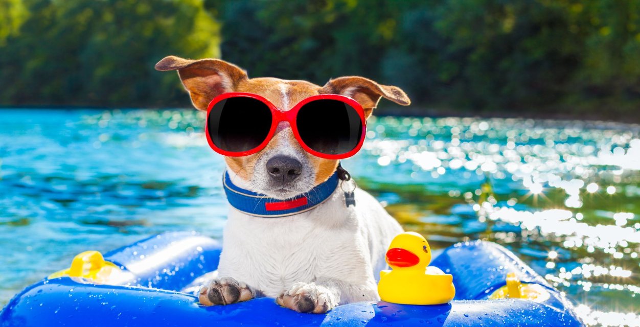 10 Summer Care Tips For Pet Dogs And Cats