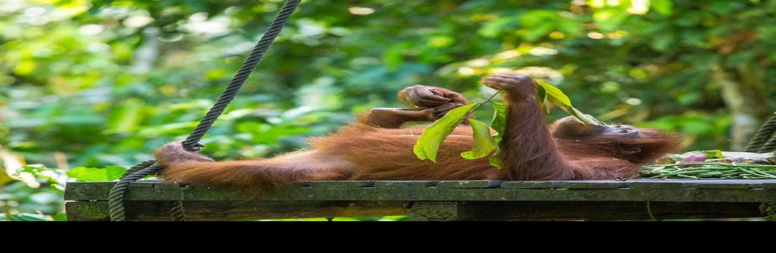 Sumatra cheeky monkeys Cover Image