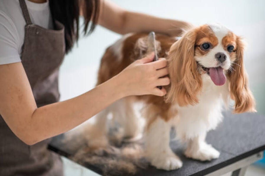 Elevate Your Pet’s Style and Comfort with Professional Pet Grooming Services at The Pet Nest | by ThePetNest | May, 2024 | Medium