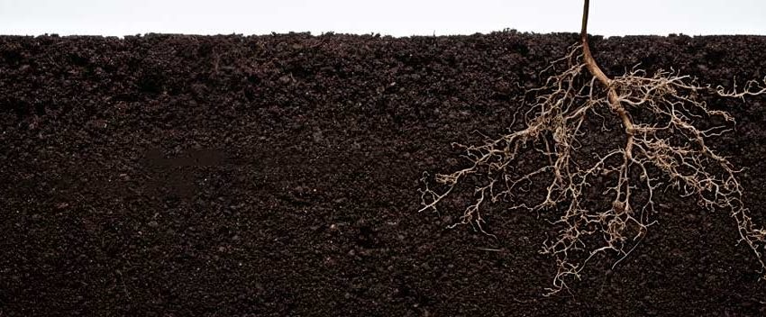 Humic Acid Supplement: What You Need To Know