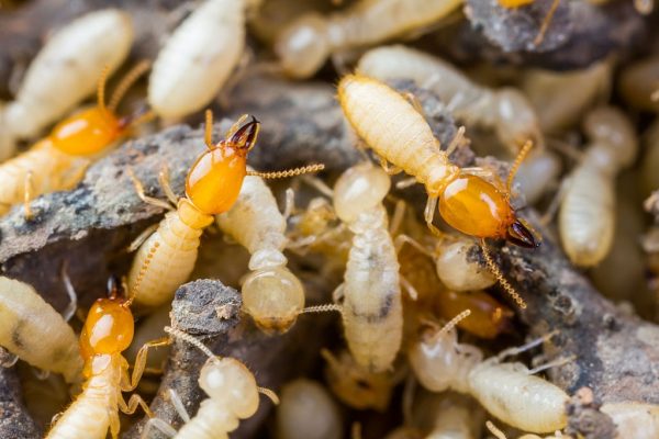 Termite Pest Inspection and Control Services | Fort Bend & Harris County, Texas