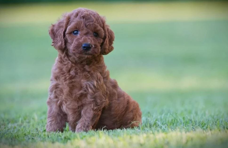 Adorable F1 Mini Goldendoodles: Goldendoodle Puppies for Sale | by Willow Hill Doodles | Jun, 2024 | Medium