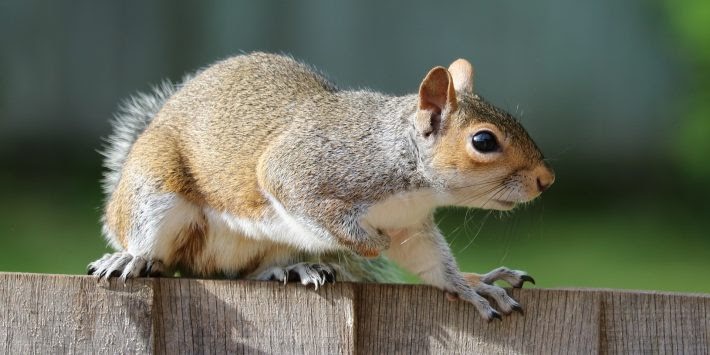 Effective Squirrel Trapping And Prevention In Suwanee