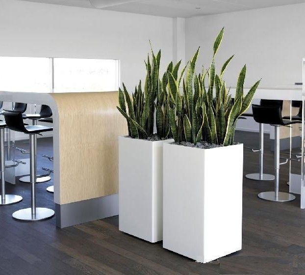 Best Low-Maintenance Plants for Office Plant Hire Melbourne | Luwasa Indoor Plant Hire