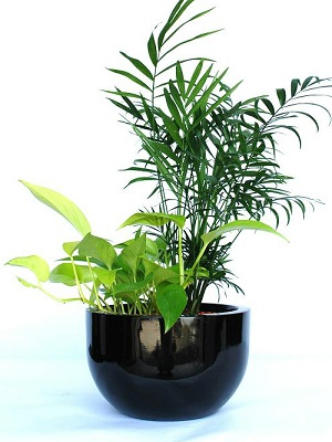 Top Indoor Plants for Your Melbourne Home in 2024
