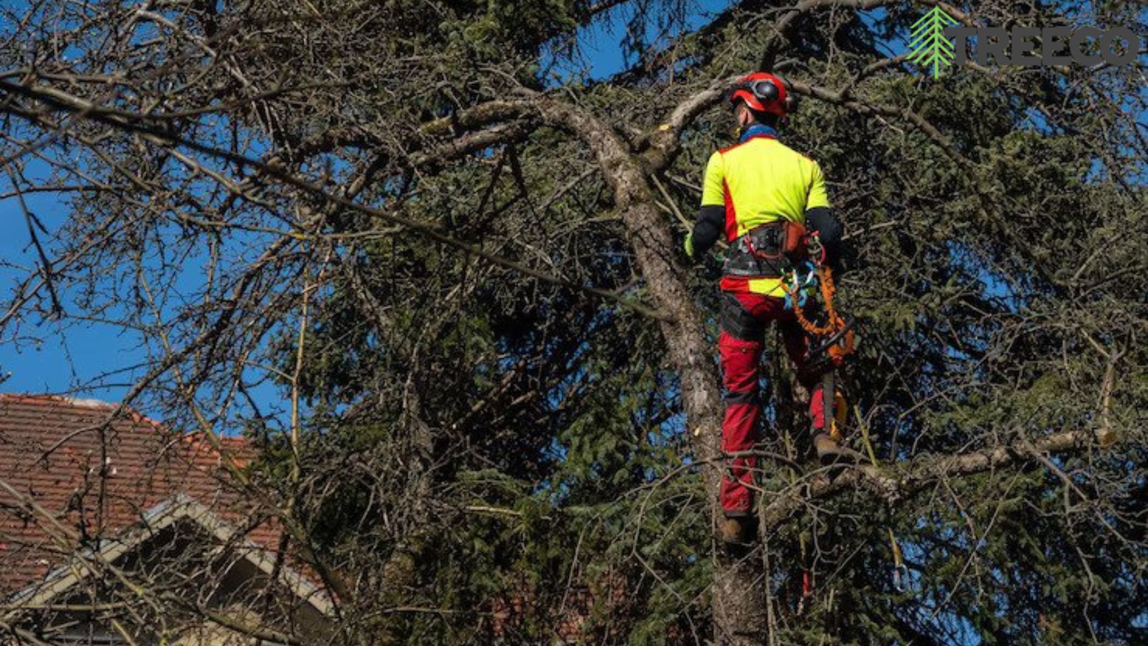 Emergency Tree Removal: Safeguarding Your Home After a Storm | TechPlanet