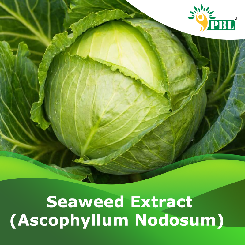 Seaweed Extract (Ascophyllum Nodosum) - Peptech Bioscience