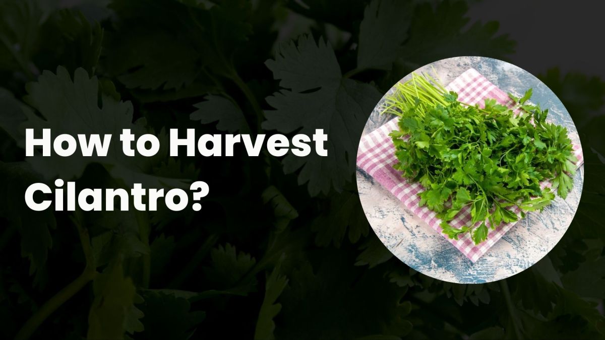 How to Harvest Cilantro?