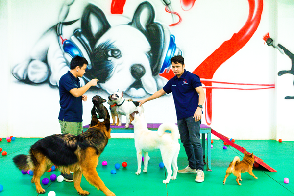A Tail-Wagging Experience: Doggie Day Care | by Robert Ruder | May, 2024 | Medium