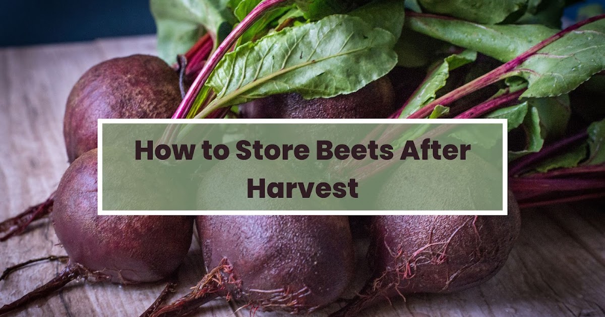 How to Store Beets After Harvest?