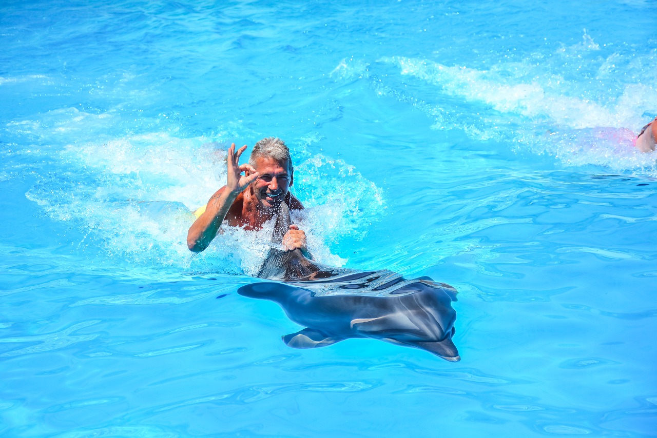 Plivanje sa delfinima u bazenu | hurgada izleti