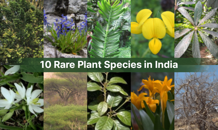 10 Rare Plant Species in India