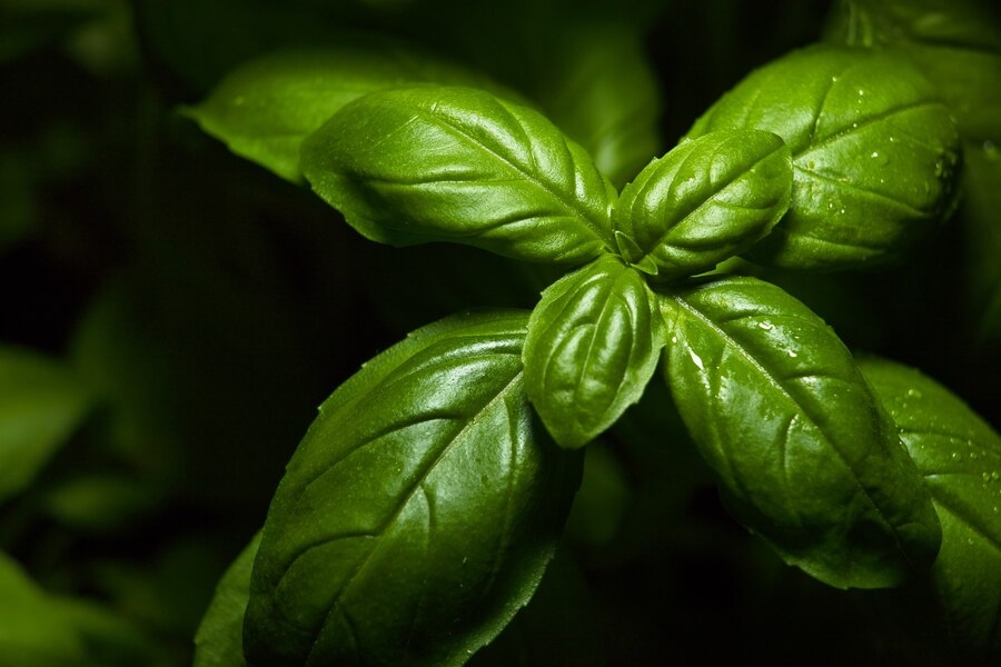 How to Harvest Basil: A Comprehensive Guide