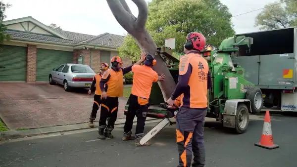 Healthy Trees, Happy Yard: Why Tree Lopping Eastern Suburbs Are a Must | TheAmberPost