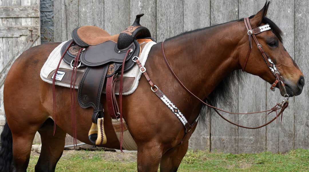 Equestrian Confidence: 3 Simple Ways to Enhance Your Horse Riding Experience | Interesting Facts