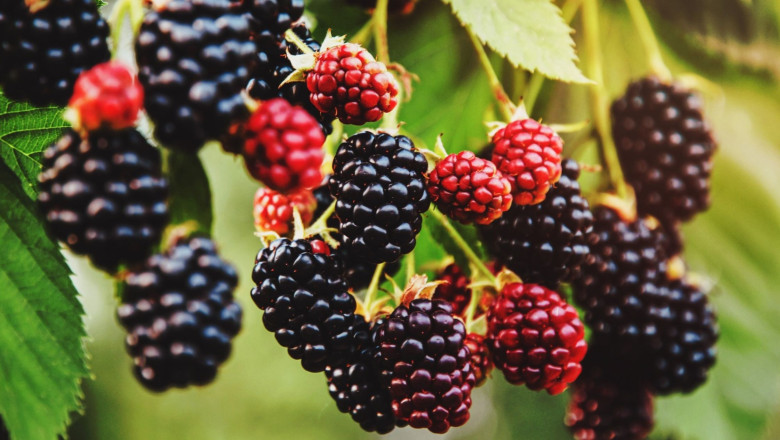 What You Need to Know Before Buying Thornless Blackberry Plants | Times Square Reporter
