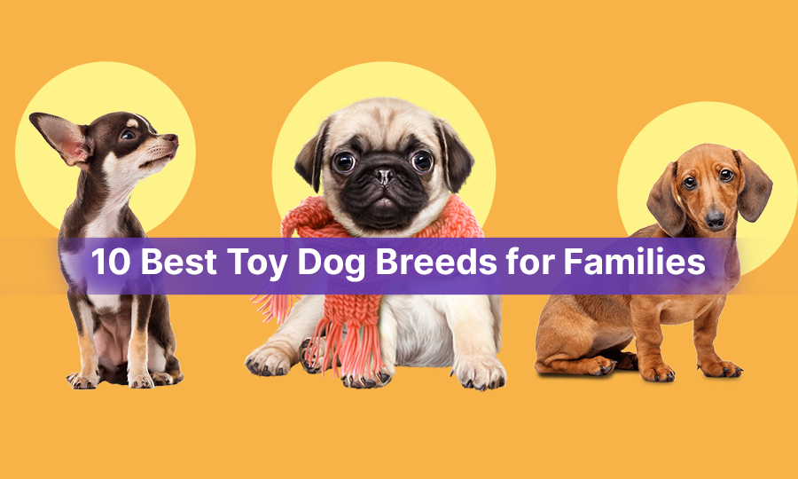 10 Best Toy Dog Breeds for Every Lifestyle