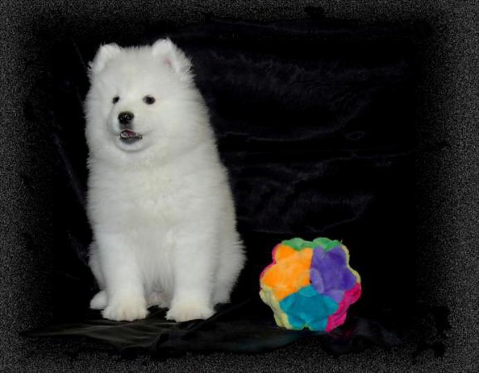 Finding Your Furry Friend: The Joy of Samoyed Puppies for Sale Near You - My Guest Post Haven: Your Platform for Sharing Insights