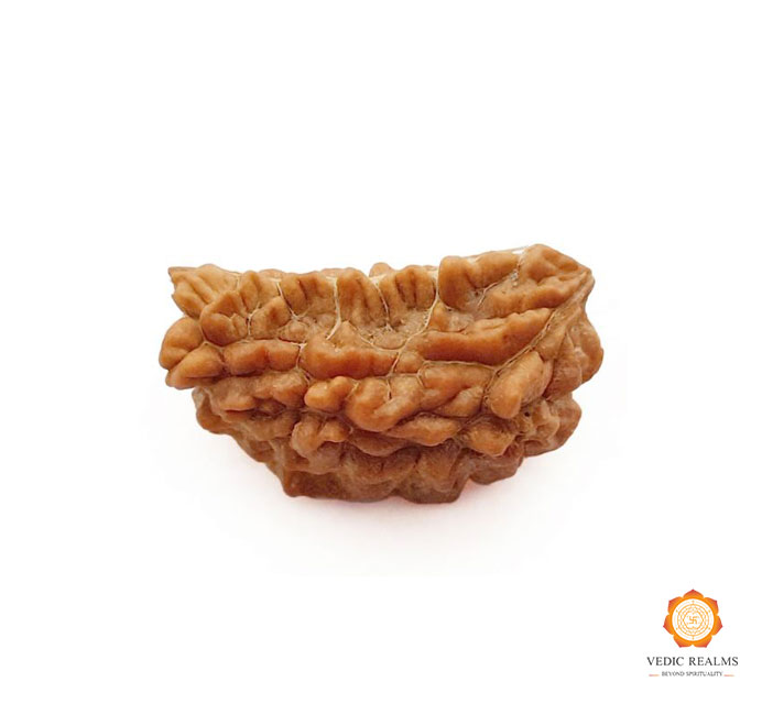 1 Mukhi Rudraksha Price | Buy Orignal Ek Mukhi Rudraksha