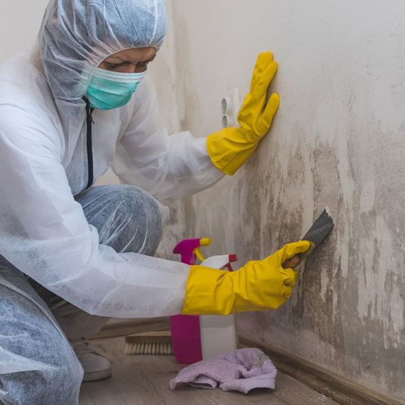 Expert Mould Cleaning Services in Melbourne