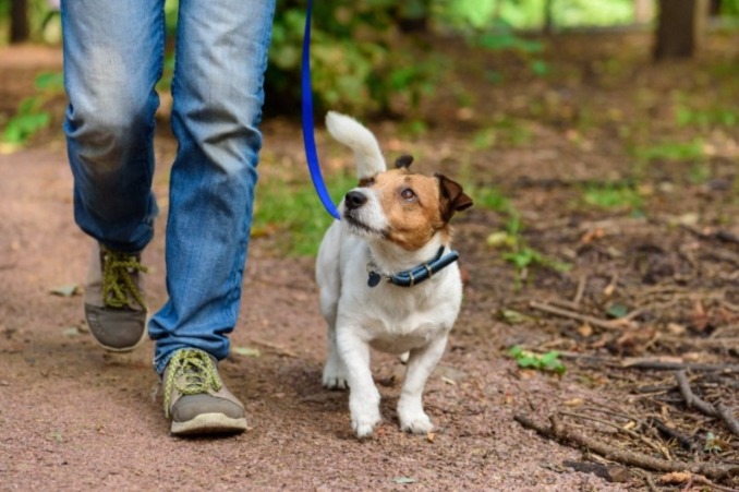 Advantages Of Having One-On-One Canine Instructional Courses | Vipon