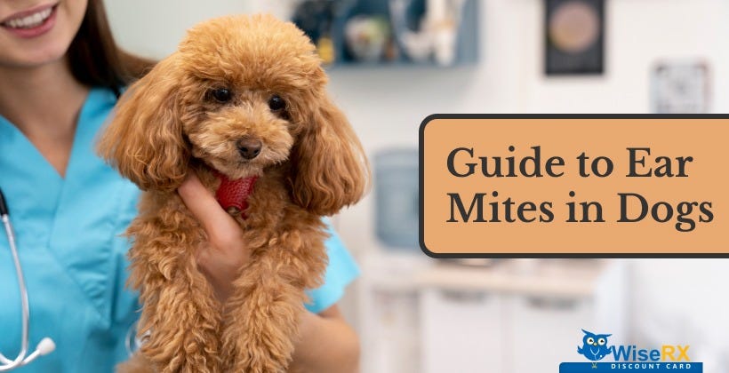 A Guide to Dog Ear Mites. Are you worried about seeing your… | by Wise RX Card | Jul, 2024 | Medium