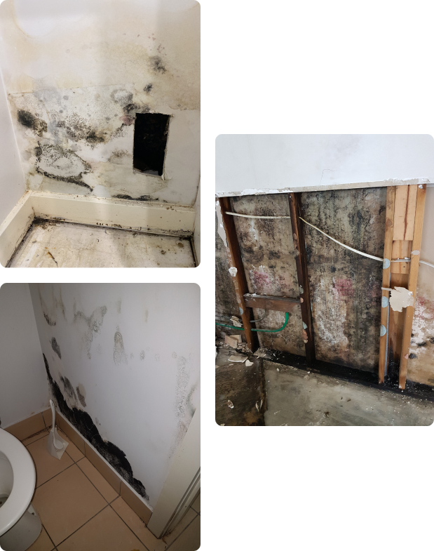 How Much Cost Of Mould Removal Company In Melbourne