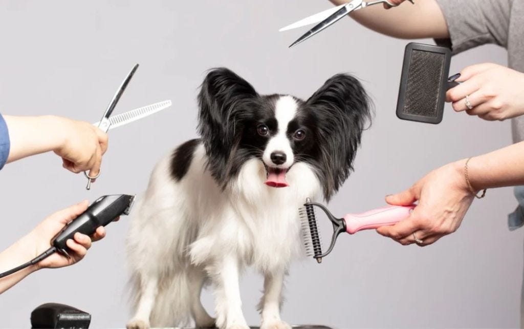 Preparing Your Pet for Their First Grooming Session