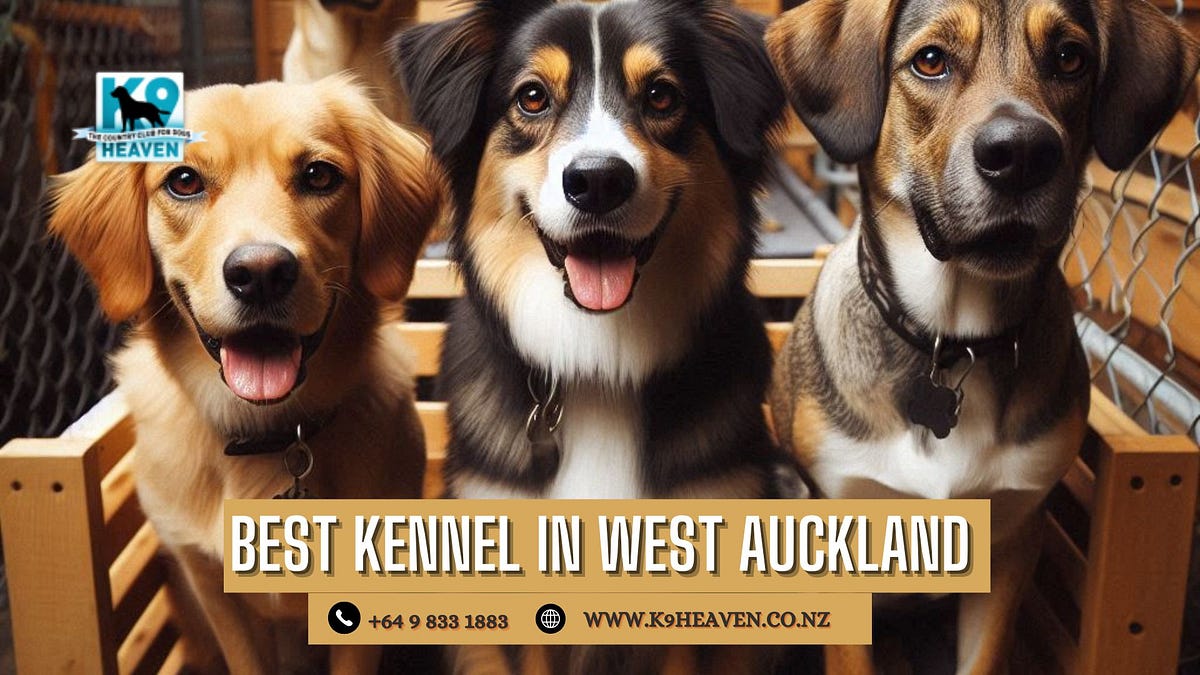 Best Kennel in West Auckland. West Auckland Kennels : A Comprehensive… | by K9 Heaven | Jul, 2024 | Medium