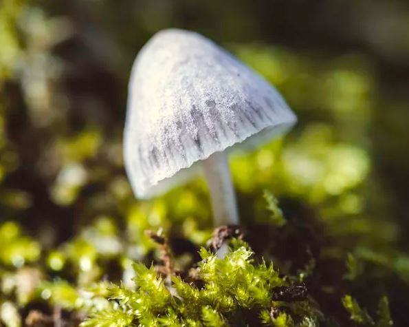 Best Practices for Using High-Quality Mushroom Spores: Tips for Successful Cultivation – @qualityspores on Tumblr