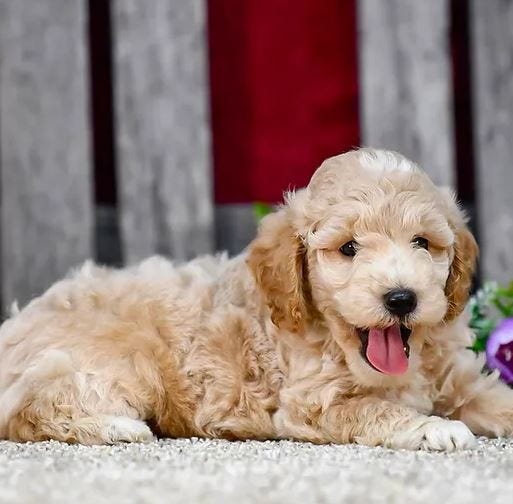 Finding Goldendoodle Puppies Near Me: Your Guide to Goldendoodle Puppies for Sale | by Willow Hill Doodles | Jul, 2024 | Medium