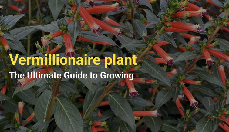 Vermillionaire plant: The Ultimate Guide to Growing