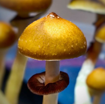 Top 5 Benefits of Choosing the Best Online Mushroom Spores Store | by Quality Spores | Jul, 2024 | Medium