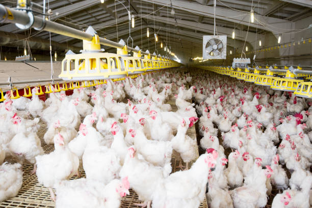 Why Frozen Chicken Suppliers Are Key to Consistent Quality