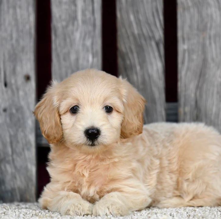 Find F1 and F1b Mini Goldendoodles Near Me: Perfect Pets Await! – Willow Hill Doodles