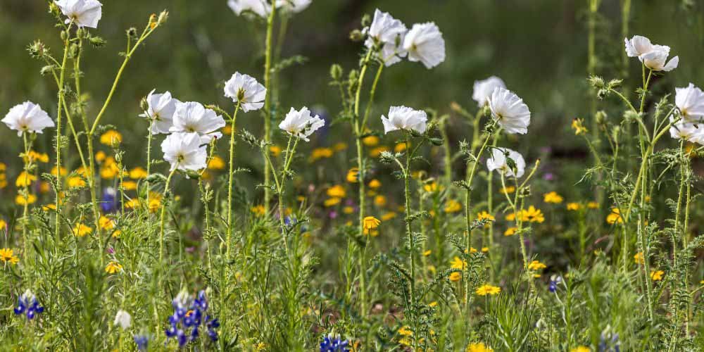 Top 10 Budget-Friendly Texas Native Flowering Plants