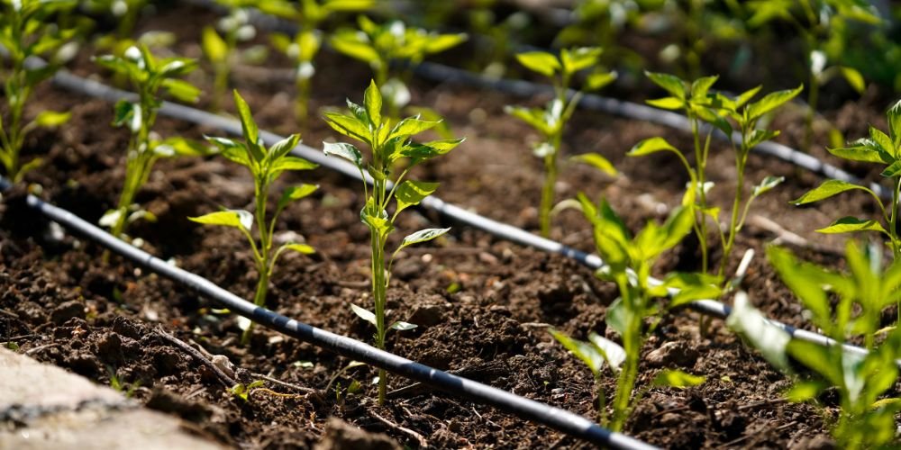 What is Drip Irrigation and How Does it Work?