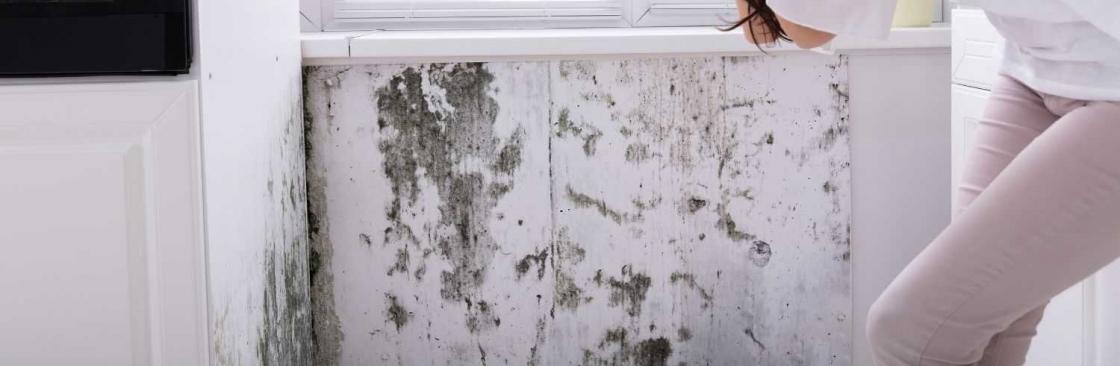 Mold Inspections Los Angeles Cover Image