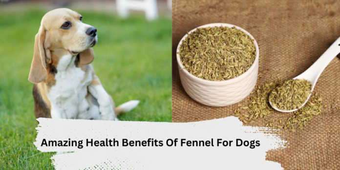 Amazing Health Benefits Of Fennel For Dogs