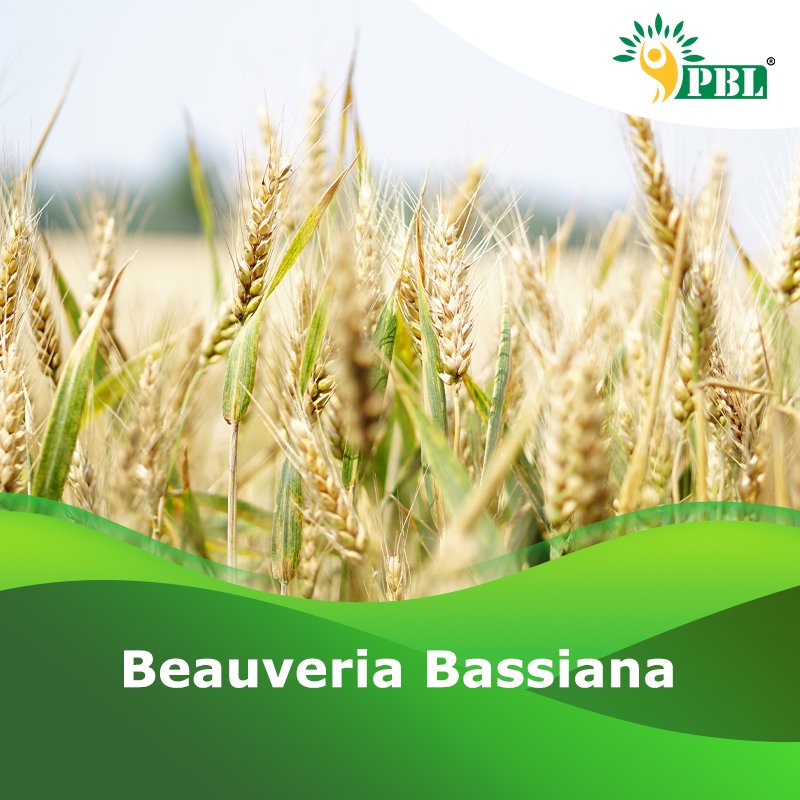Beauveria Bassiana Biopesticide | Manufacturer & Exporter - Peptech Bio