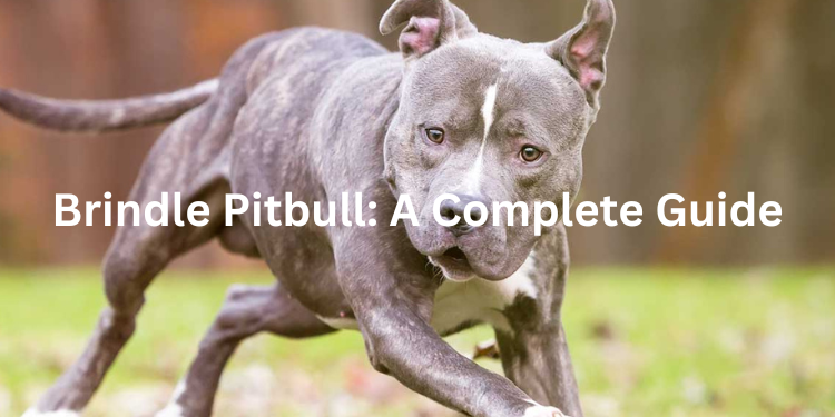 Brindle Pitbull: The Ultimate Guide to Brindle Pitbull Breed | The Pitbull Center