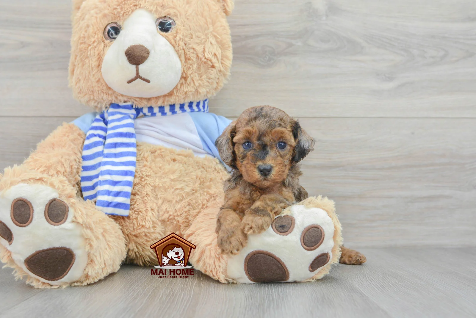 Adorable Miniature Poodles: Your Perfect Furry Companion! - Gifyu